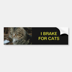 Autocollant De Voiture Maine Coon Cat Bumper Sticker