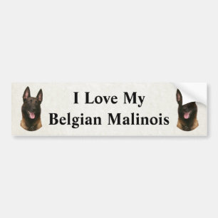 Autocollant De Voiture malinois belge
