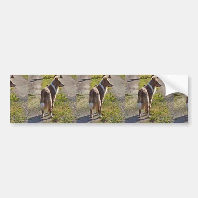 Autocollant De Voiture Miniature American Shepherd Red Merle avec Queue (Devant)