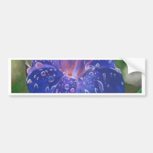 Autocollant De Voiture Morning Glory (Ipomoea Purpurea) Petals et Dew Dr.