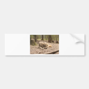 Autocollant De Voiture Nature sauvage de pays de loup d'amour animal de p