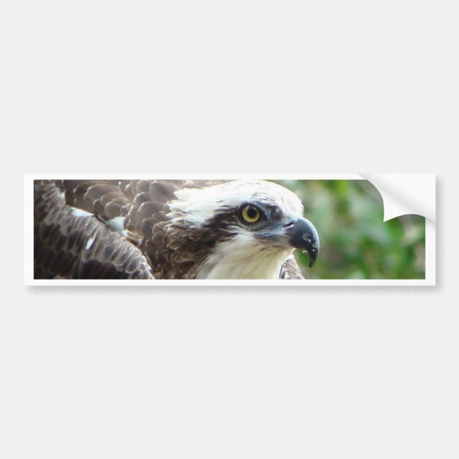 Autocollant De Voiture Oiseau de balbuzard (Devant)