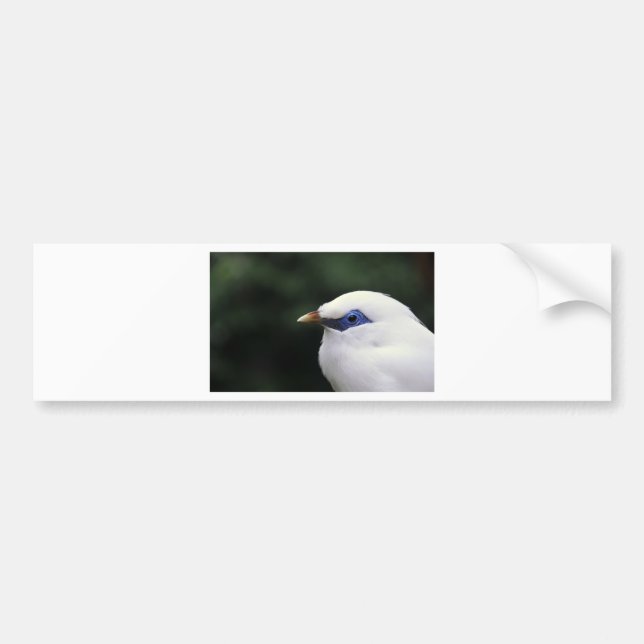 Autocollant De Voiture Oiseaux (Devant)