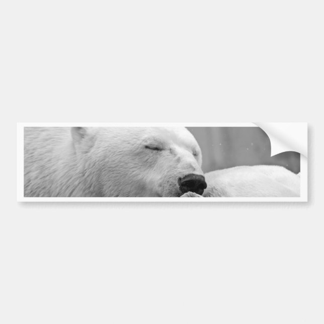 Autocollant De Voiture Ours blanc de repos (Devant)