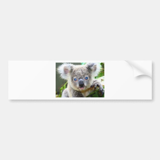 Autocollant De Voiture Ours Koala (Devant)