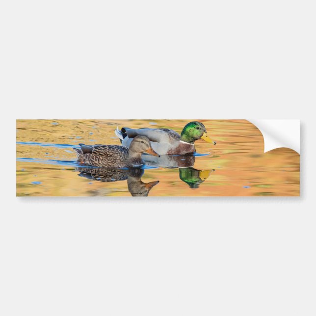 Autocollant De Voiture Paire de Mallards (Devant)