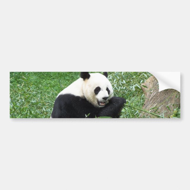 Autocollant De Voiture Panda géant mangeant le bambou (Devant)