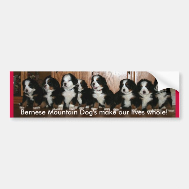 Autocollant De Voiture PARE-CHOCS de chiot de Berner. (Devant)