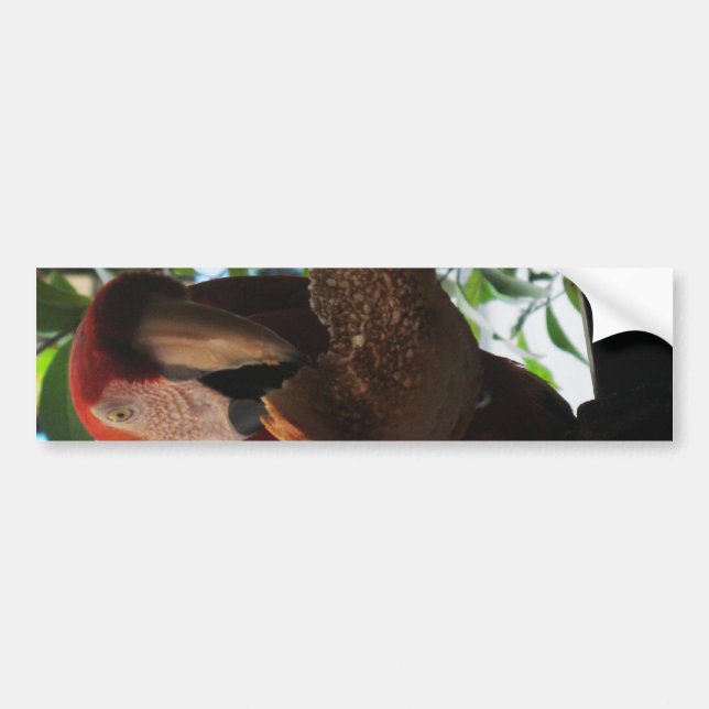 Autocollant De Voiture Parrot Macaw Scarlet Manger Toast (Devant)