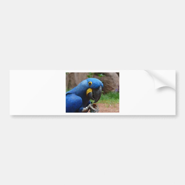 Autocollant De Voiture perroquet de blauaras (Devant)