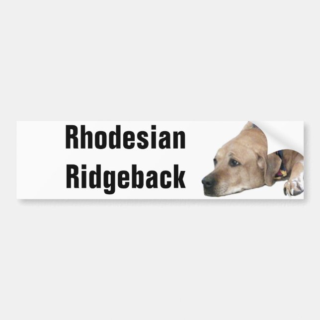 Autocollant De Voiture Photo de chien Rhodesian Ridgeback (Devant)