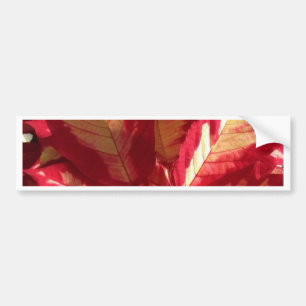 Autocollant De Voiture Poinsettia rose