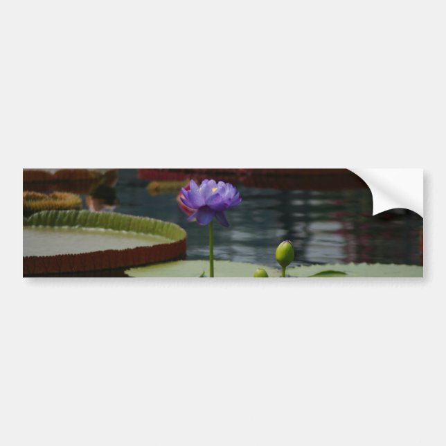 Autocollant De Voiture Purple Waterlily (Devant)