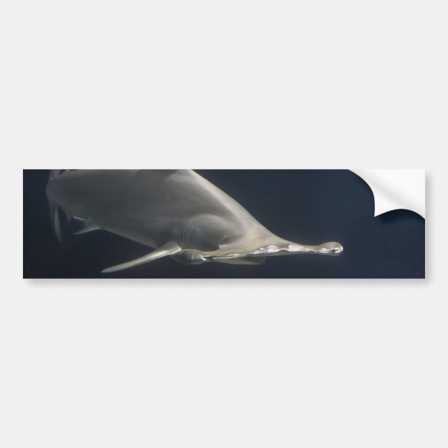 Autocollant De Voiture Requin marteau (Devant)
