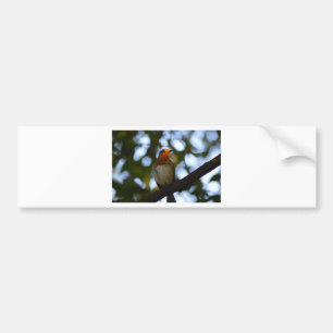 Autocollant De Voiture Robin