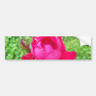 Autocollant De Voiture Rose dans Bloom