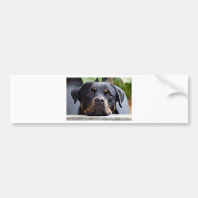 Autocollant De Voiture rottweiler 2.png (Devant)