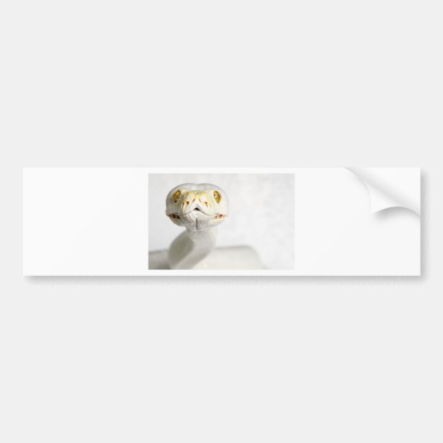 AUTOCOLLANT DE VOITURE SERPENT ALBINO (Devant)