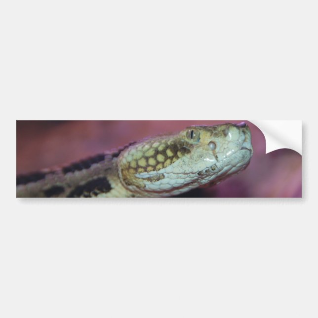 Autocollant De Voiture Serpent déplaisant (Devant)