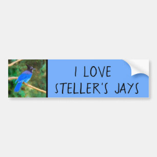 Autocollant De Voiture Steller's Jay Painting - Art original pour oiseaux