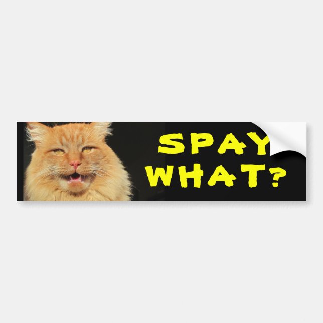 Autocollant De Voiture Stériliser quoi ? Mème de chat drôle (Devant)