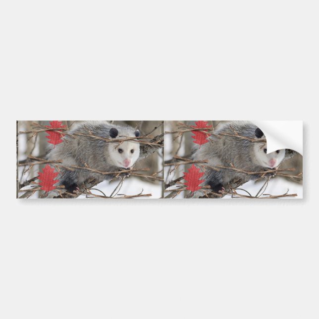 Autocollant De Voiture Sticker pare-chocs Opossum (Devant)