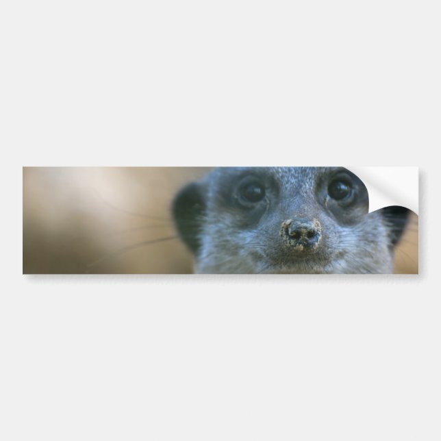 Autocollant De Voiture Suricate drôle (Devant)