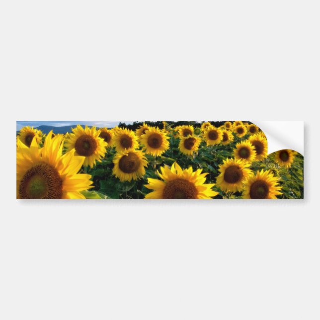 Autocollant De Voiture Terrain de tournesol (Devant)