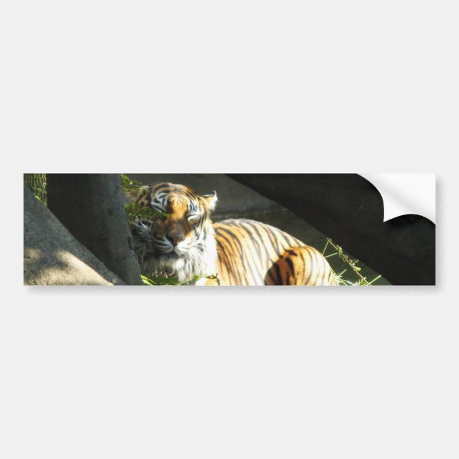 Autocollant De Voiture Tiger Catnap (Devant)