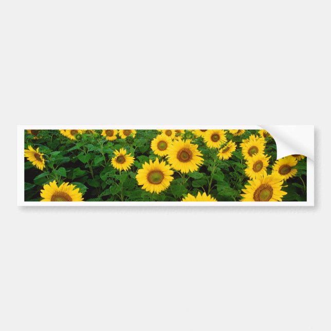 Autocollant De Voiture Tournesols (Devant)