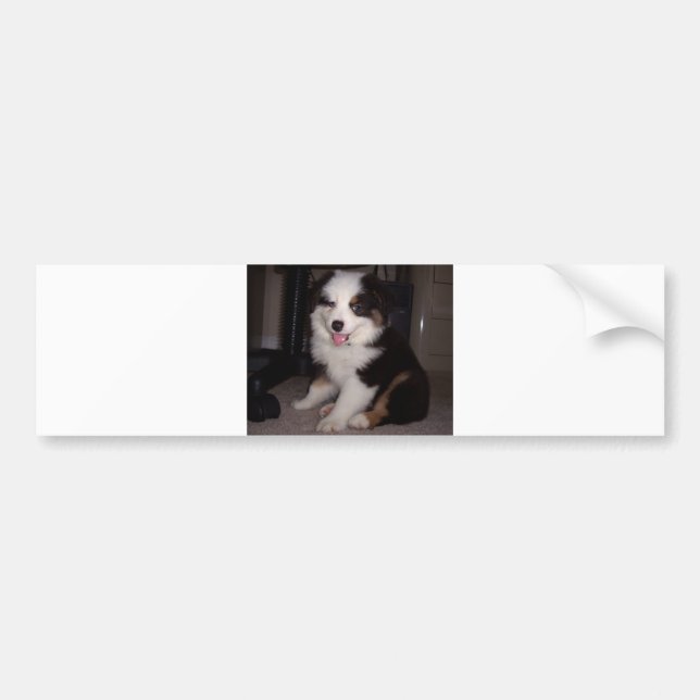 Autocollant De Voiture tri rouge Chiot mini aussie (Devant)