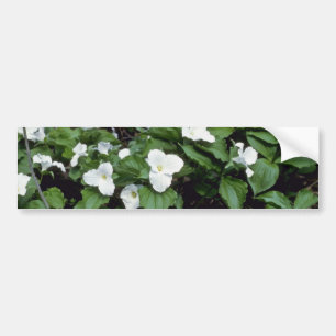 Autocollant De Voiture Trillium Grand-Fleuri blanc (Trillium Grandiflor