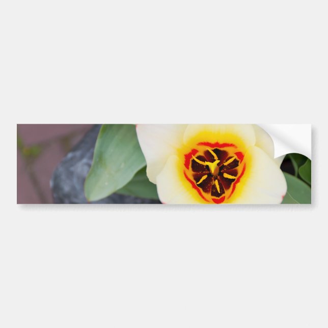 Autocollant De Voiture Tulipe (Devant)