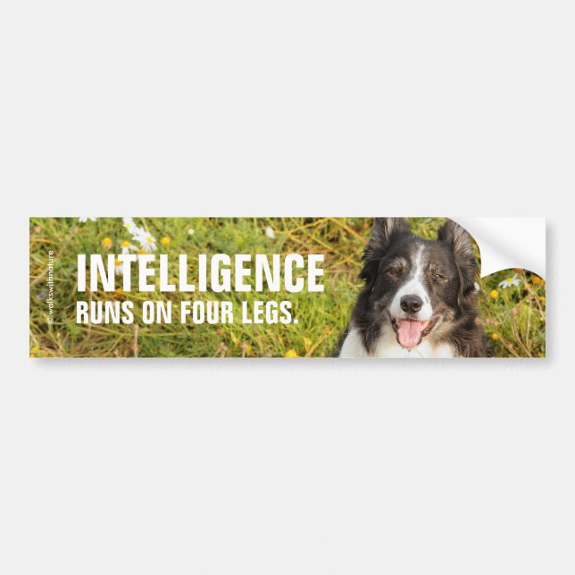 Autocollant De Voiture Un Collie Bordure Très Amical (Devant)