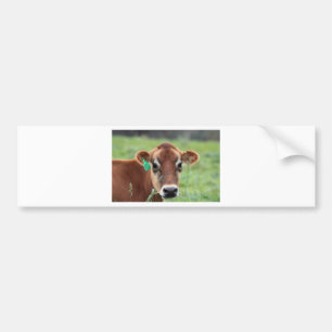 Autocollant De Voiture Vache du Jersey