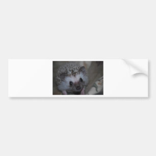 Autocollant De Voiture Visage de hérisson