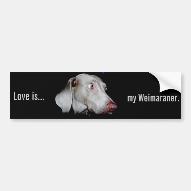 Autocollant De Voiture Weimaraner - le fantôme gris (Devant)