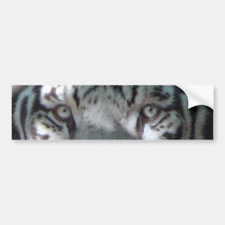 Autocollant De Voiture Yeux blancs de tigre