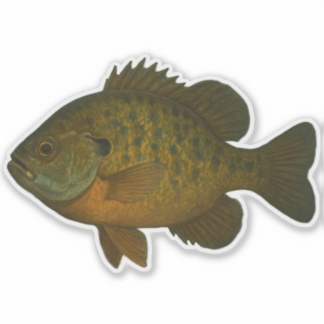 Autocollant découpé Bluegill (Devant)