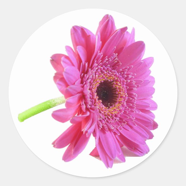 Autocollant d'enveloppe rose Gerber Daisy (Devant)