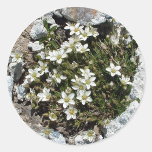 Autocollant des Fleurs alpines suisses blanches