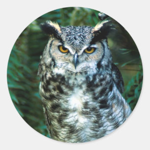 Autocollant d'oiseau de hibou