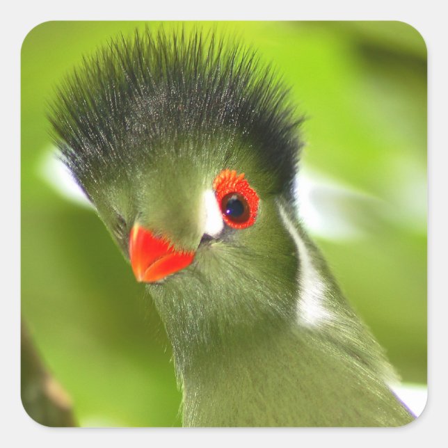 Autocollant d'oiseau vert tropical (Devant)