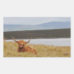 Autocollant d'orkney de vache Highland