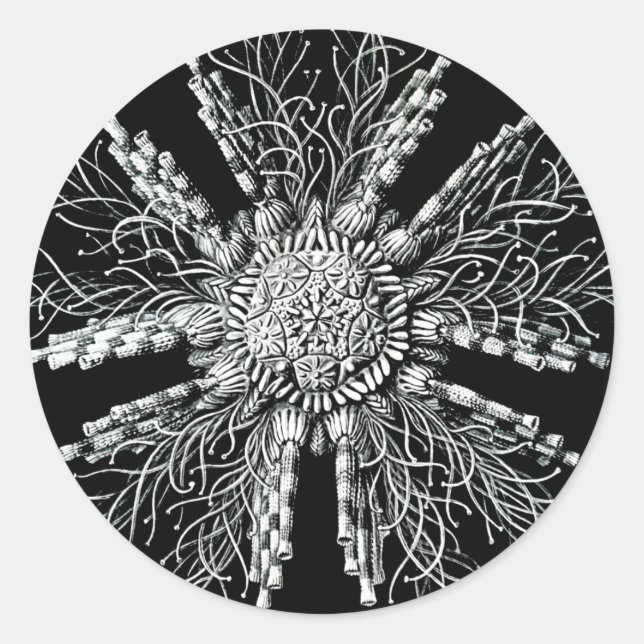 Autocollant Echinidea (Devant)