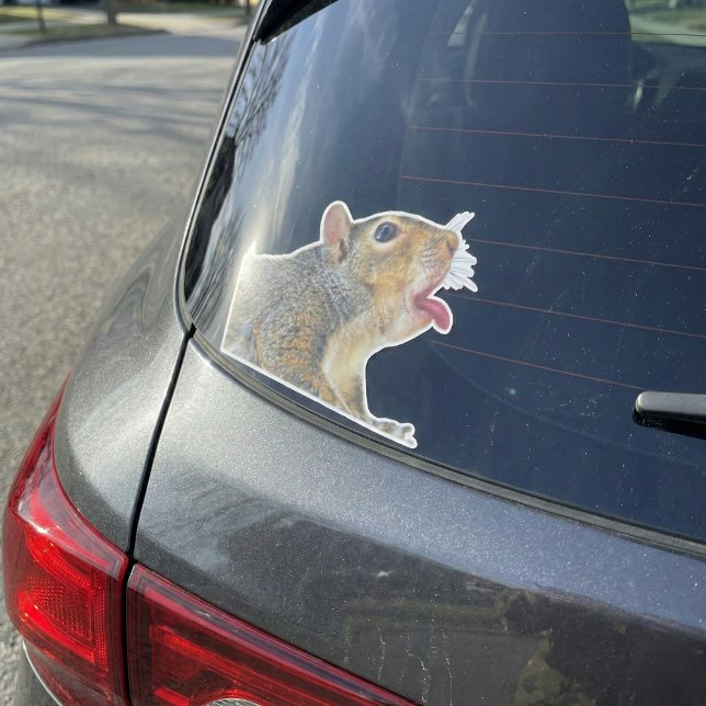 Autocollant Écureuil (Funny Licking Squirrel "Window Licker" Vinyl Sticker)