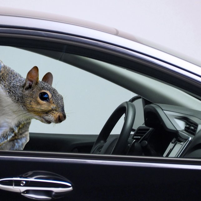 Autocollant Écureuil (Squirrel Sticker)