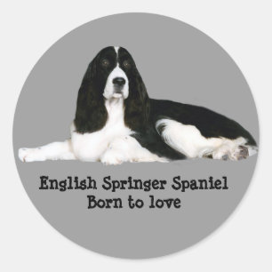 Autocollant espagnol Springer anglais