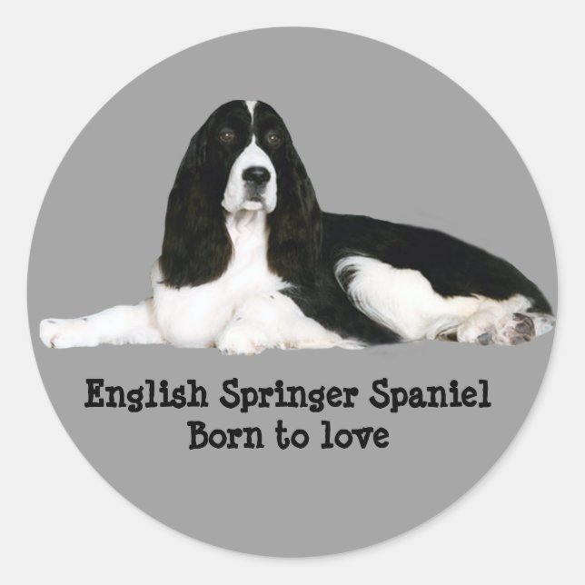 Autocollant espagnol Springer anglais (Devant)
