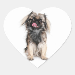 Autocollant / Étiquette Chien Pékinois en forme de